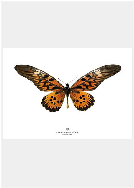 (S16) Eksotisk sommerfugl - 70^100 - hagedornhagen