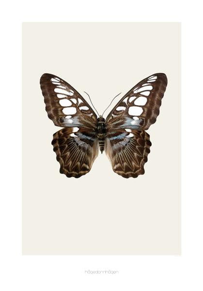 (S11) Sort sommerfugl, 70*100 - hagedornhagen
